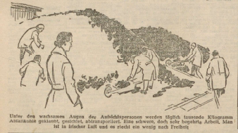 Ein Artikel im Wiener Kurier aus dem Jahr 1951 zeigt in Maria Lankwitz angehaltene Frauen beim Sortieren von Braunkohle &copy; Inge Santner, Endstation der Freiheit: Maria Lankowitz, in: Wiener Kurier, 10.1.1951, Nr. 7, 7. Jg., hier S.11