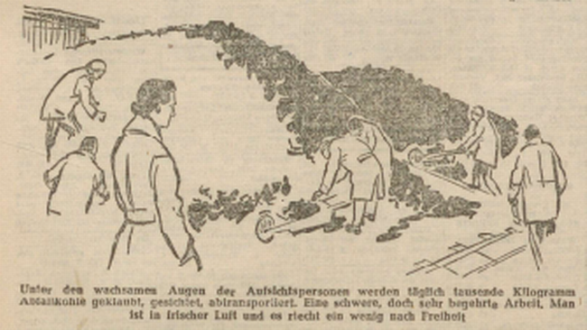 Ein Artikel im Wiener Kurier aus dem Jahr 1951 zeigt in Maria Lankwitz angehaltene Frauen beim Sortieren von Braunkohle &copy; Inge Santner, Endstation der Freiheit: Maria Lankowitz, in: Wiener Kurier, 10.1.1951, Nr. 7, 7. Jg., hier S.11